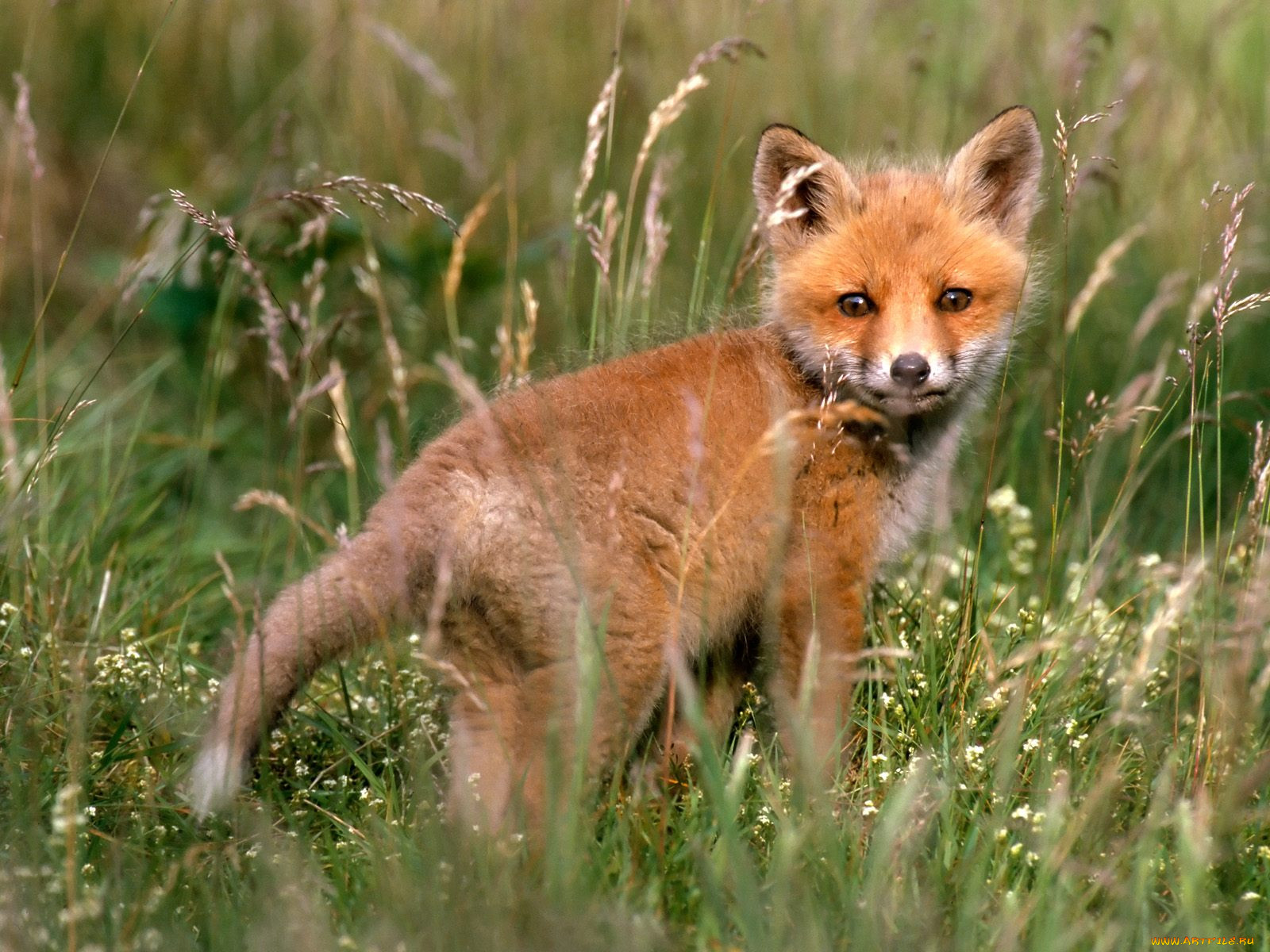 red, fox, kit, in, meadow, , 